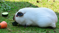 Meerschweinchen (2).jpg